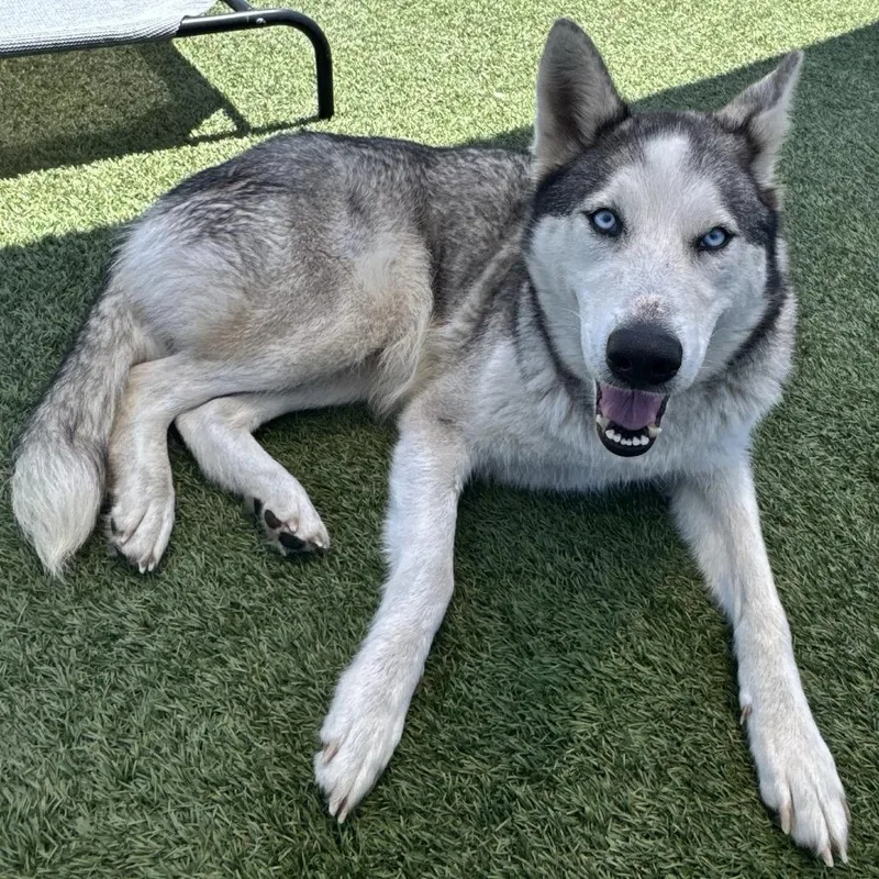 An adult large-sized female Gray / Blue / Silver Siberian Husky dog named Cassidy for adoption in Hawthorne, CA