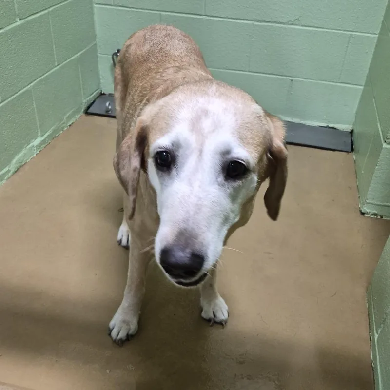 An adult large-sized female Yellow / Tan / Blond / Fawn Labrador Retriever dog named Stella for adoption in Portland, TX