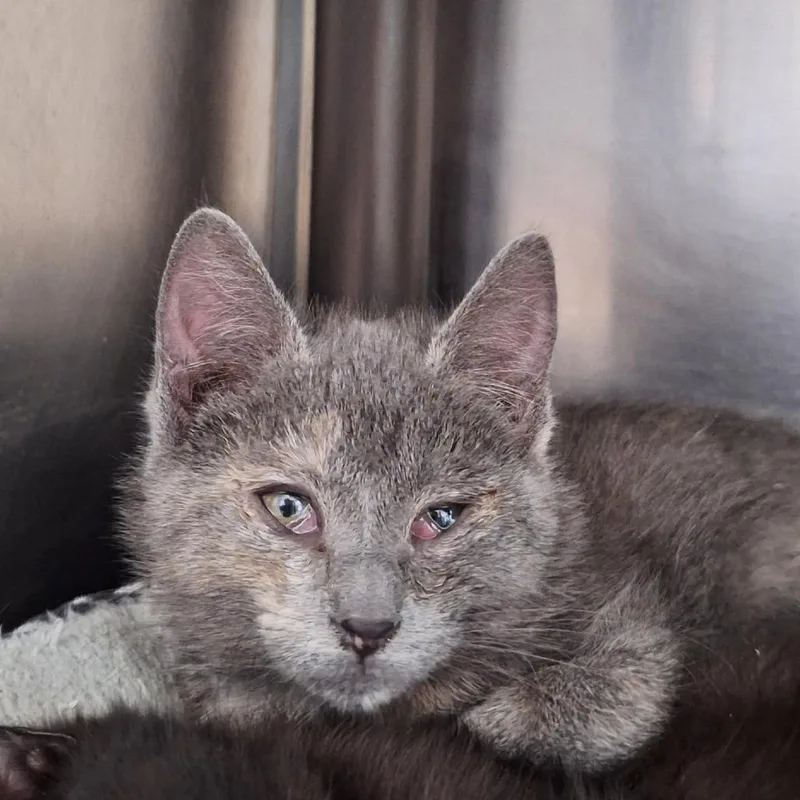 A baby small-sized female Gray / Blue / Silver Domestic Short Hair cat named Sprinkles for adoption in Attica, NY