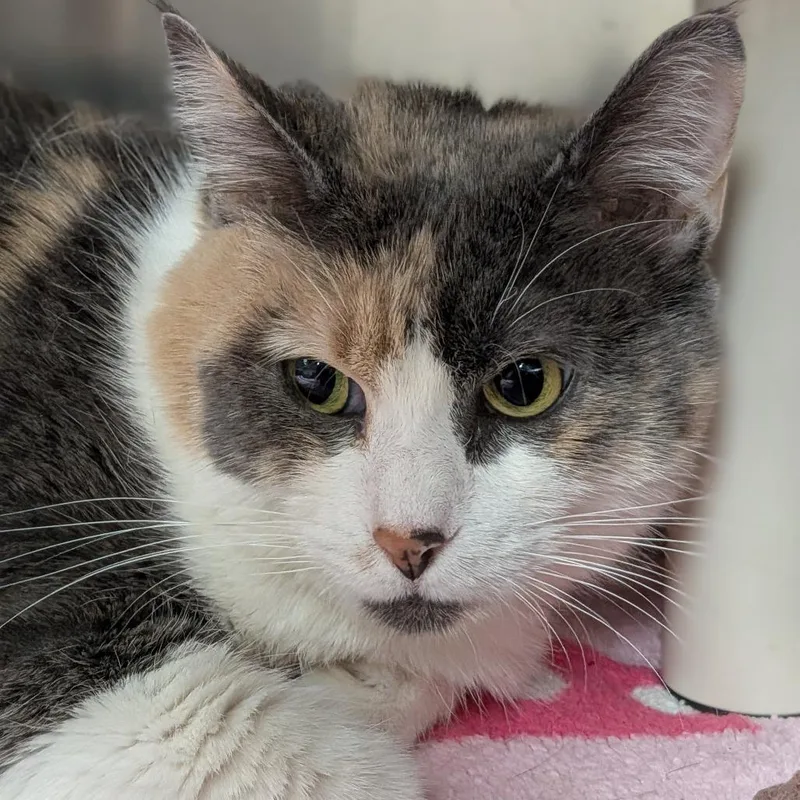 An adult small-sized female Calico Domestic Medium Hair cat named Calypso for adoption in Milan, IL