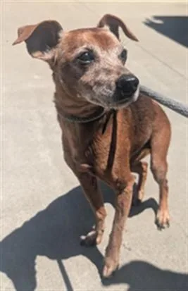 An adult small-sized male Chihuahua dog named Romeo for adoption in Sacramento, CA