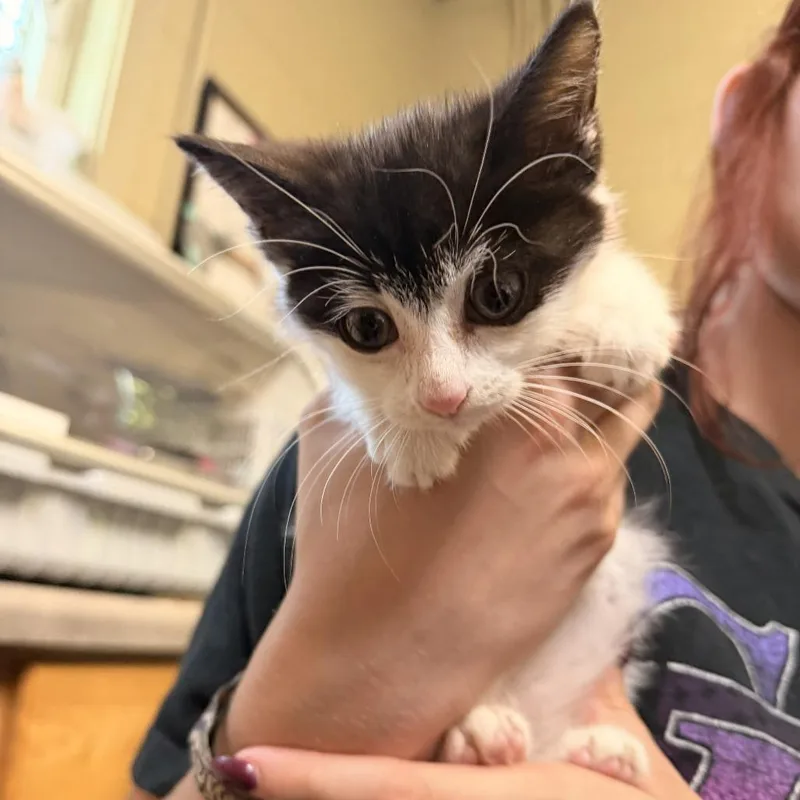 A baby small-sized female Black Domestic Short Hair cat named Cookie for adoption in Columbus, NC
