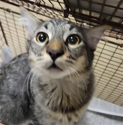 A baby medium-sized male Domestic Short Hair cat named Treasure for adoption in Van Nuys, CA