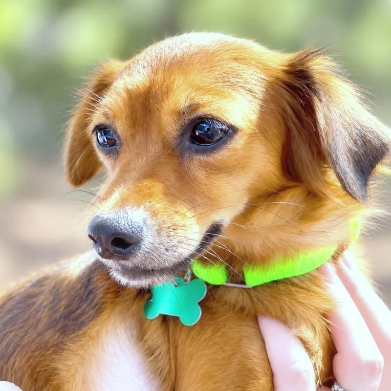 A young small-sized female Brown / Chocolate Chihuahua dog named Delilah for adoption in Boerne, TX