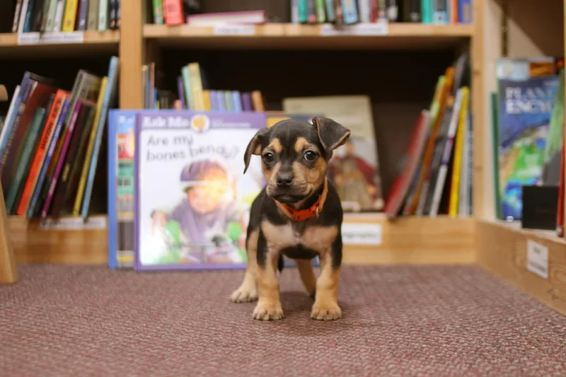 Amelia Bedelia thumbnail 2