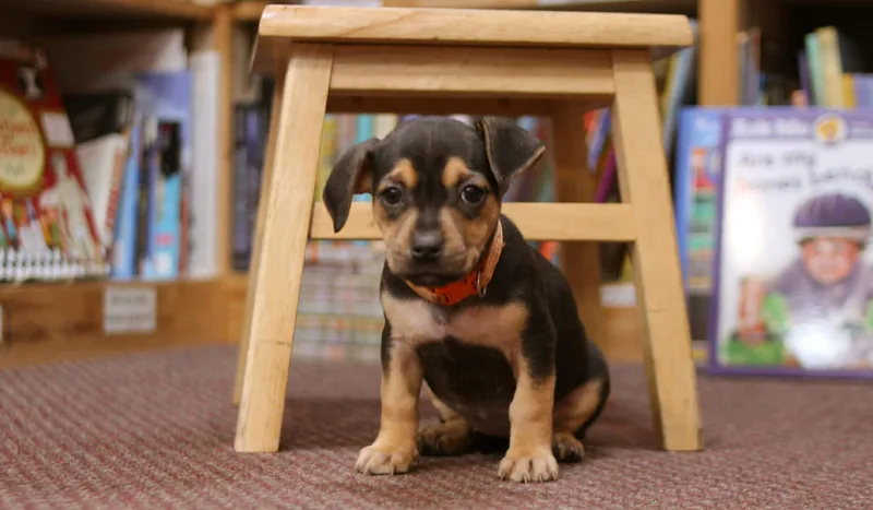 Amelia Bedelia thumbnail 3