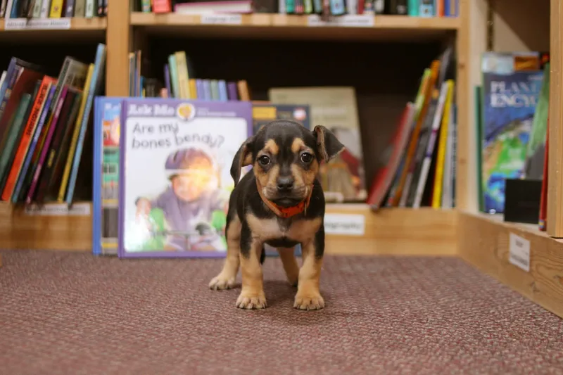 Amelia Bedelia thumbnail 4