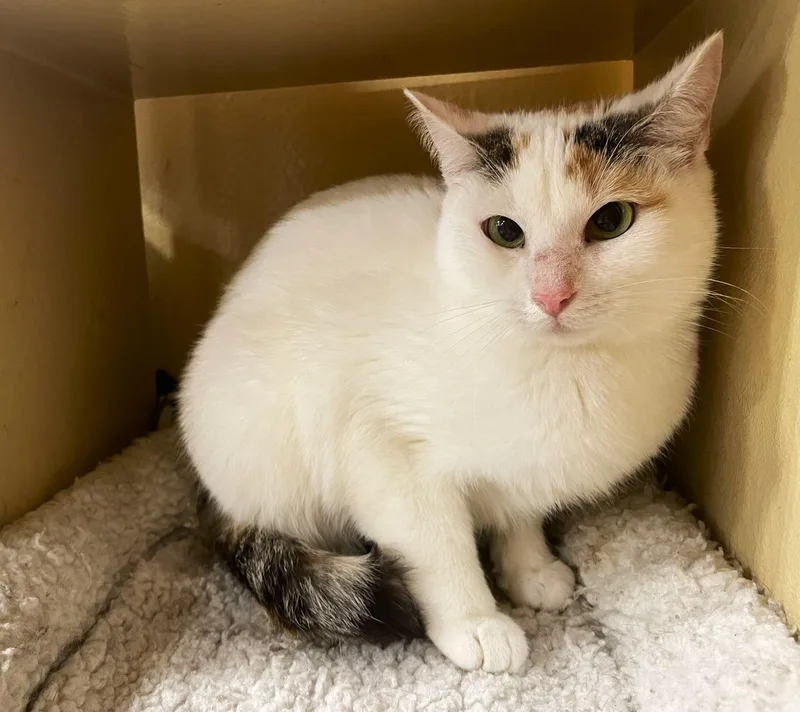 Penelope thumbnail 2