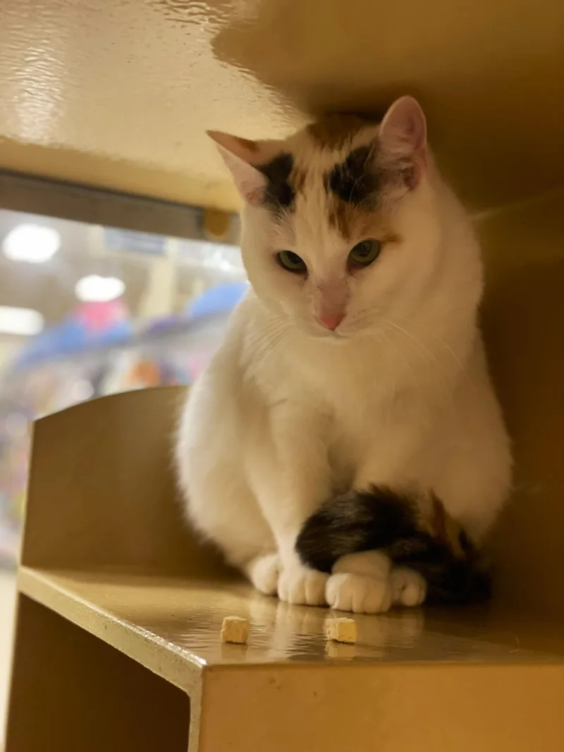 Penelope thumbnail 4