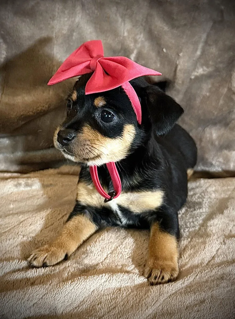 A baby small-sized female Rat Terrier dog named Flora Cira's Litter for adoption in Holly Springs, NC