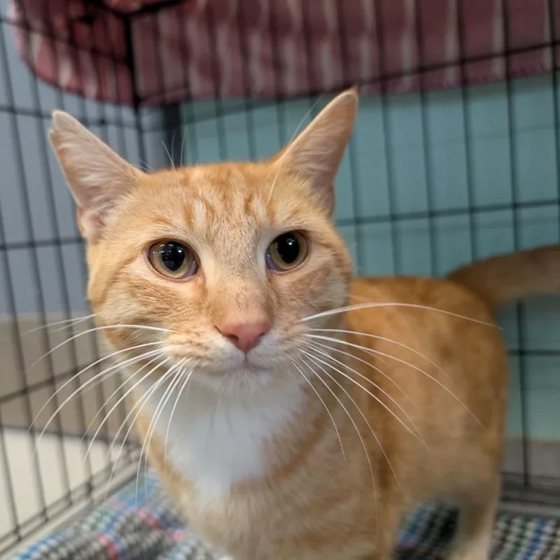 An adult medium-sized male Orange / Red Domestic Short Hair cat named Watermelon Baby for adoption in Spruce Pine, NC
