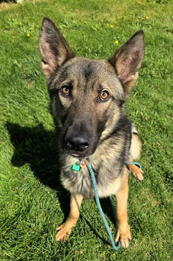 An adult medium-sized male German Shepherd Dog dog named Jaeger for adoption in Pocatello, ID
