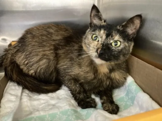 A young small-sized female Domestic Short Hair cat named Foxy for adoption in Los Angeles, CA