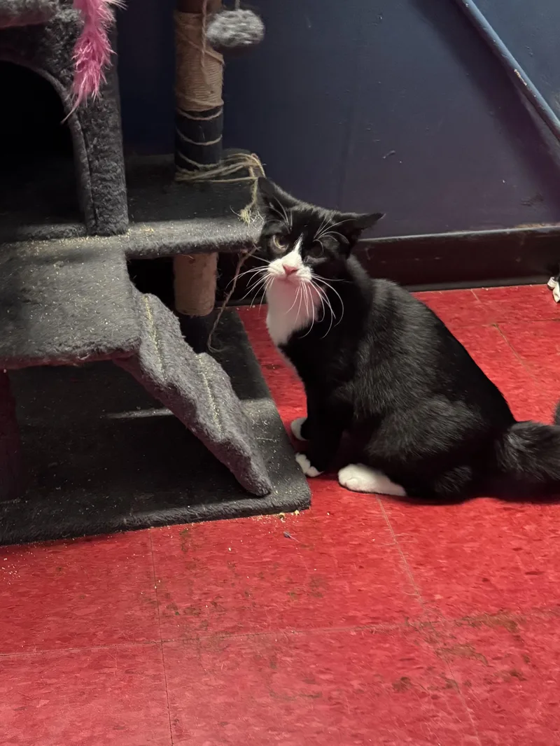 A young large-sized male Domestic Short Hair cat named Brad for adoption in Hoopeston, IL