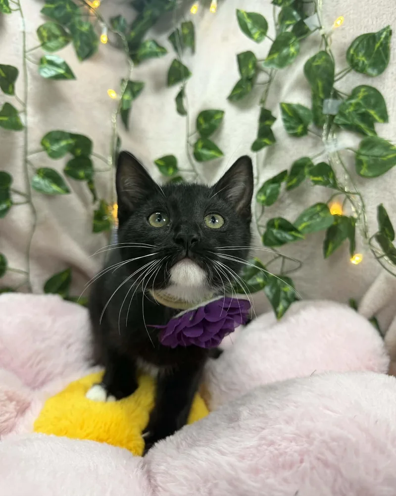 A baby small-sized female Tuxedo cat named Blair for adoption in Tavares, FL