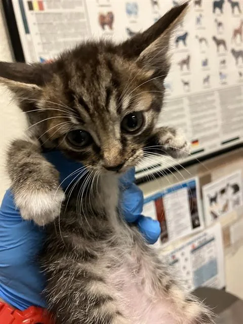A baby small-sized female Domestic Short Hair cat named Pepper for adoption in Long Beach, CA