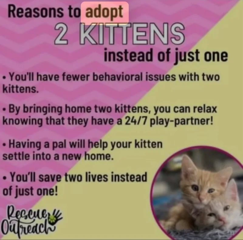 Peppermint Patty thumbnail 3