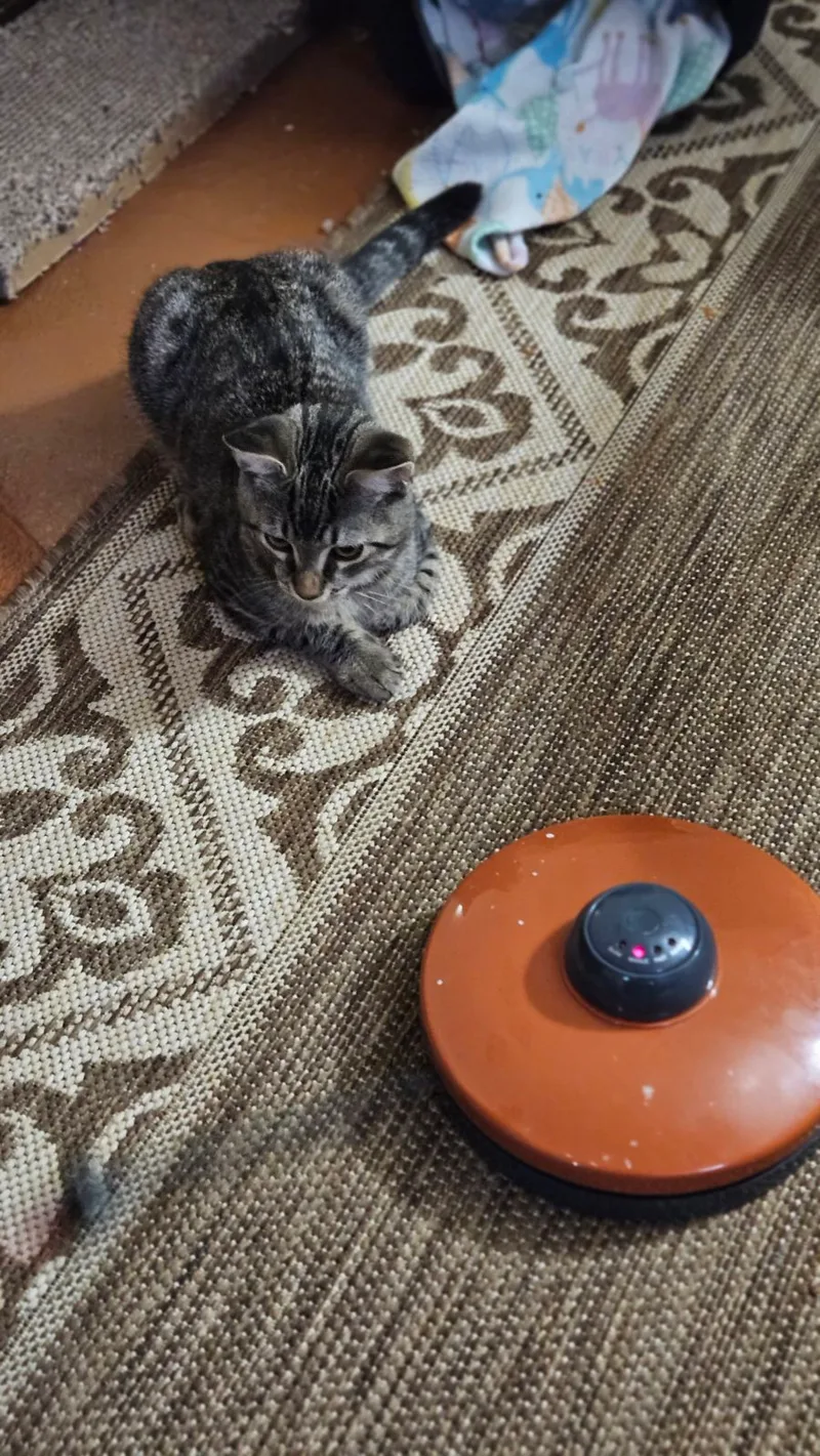 Peppermint Patty thumbnail 4