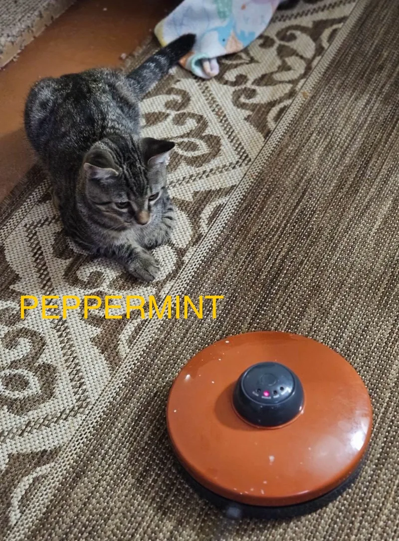 Peppermint Patty thumbnail 5