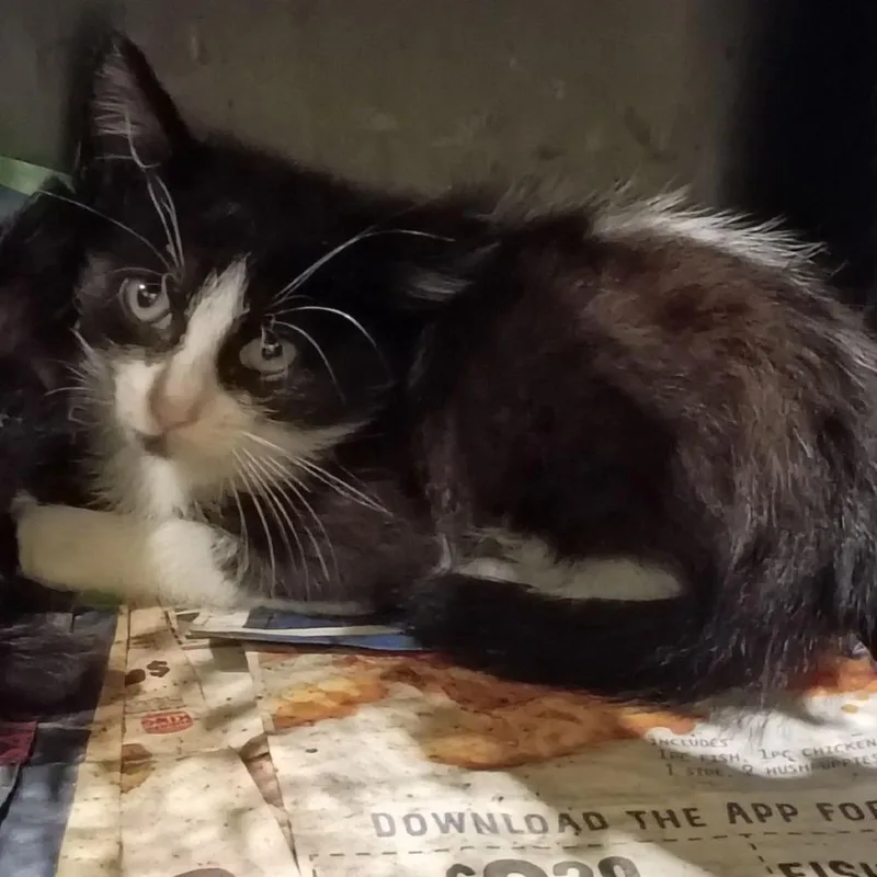 A baby small-sized male Black Domestic Short Hair cat named Rocambole for adoption in Lynchburg, VA