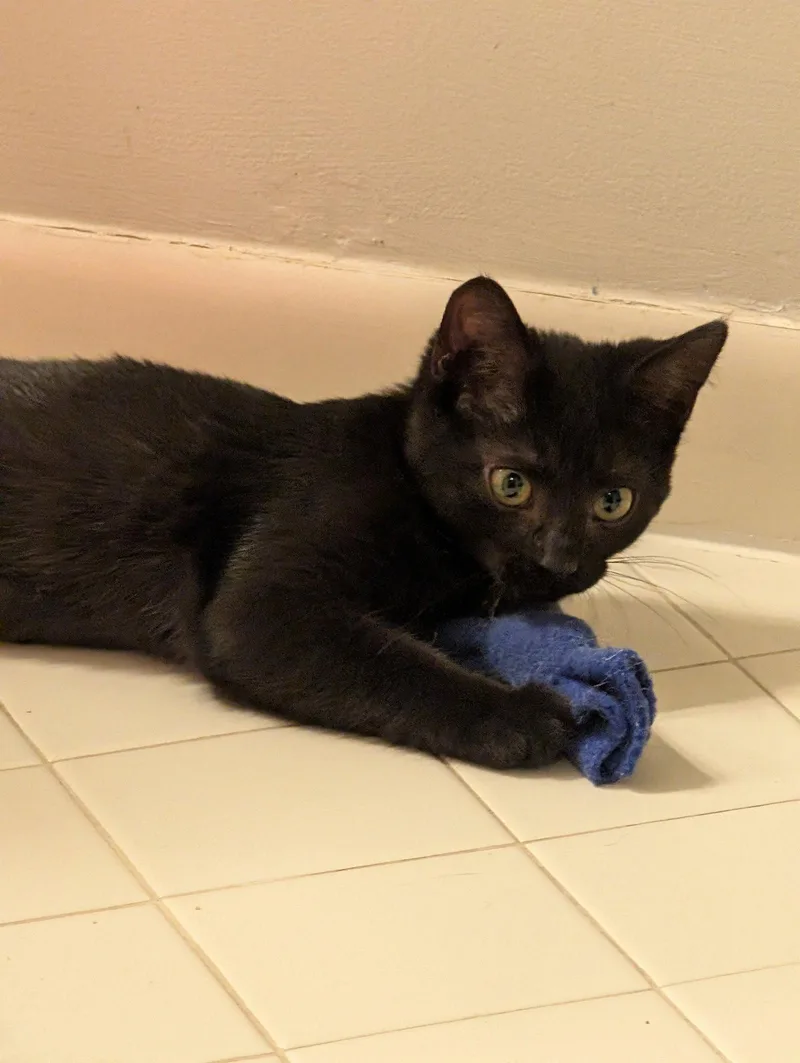 A baby medium-sized female Black Domestic Short Hair cat named Faithe for adoption in Cincinnati, OH