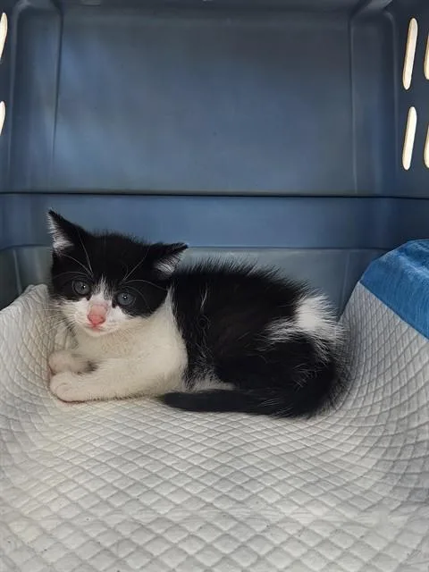 A baby small-sized female Domestic Short Hair cat named Archerina for adoption in Ocala, FL