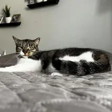 An adult medium-sized female Tabby (Gray / Blue / Silver) Domestic Short Hair cat named Susie for adoption in Liverpool, TX