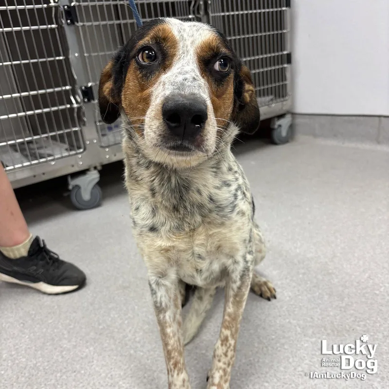 A young medium-sized female Australian Cattle Dog / Blue Heeler dog named Sunshine for adoption in Washington, DC