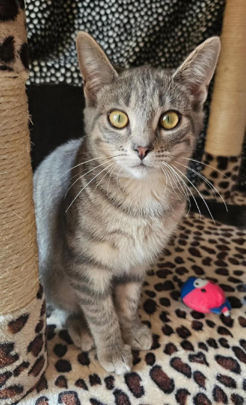 A baby small-sized male Domestic Short Hair cat named Astor for adoption in Evans City, PA