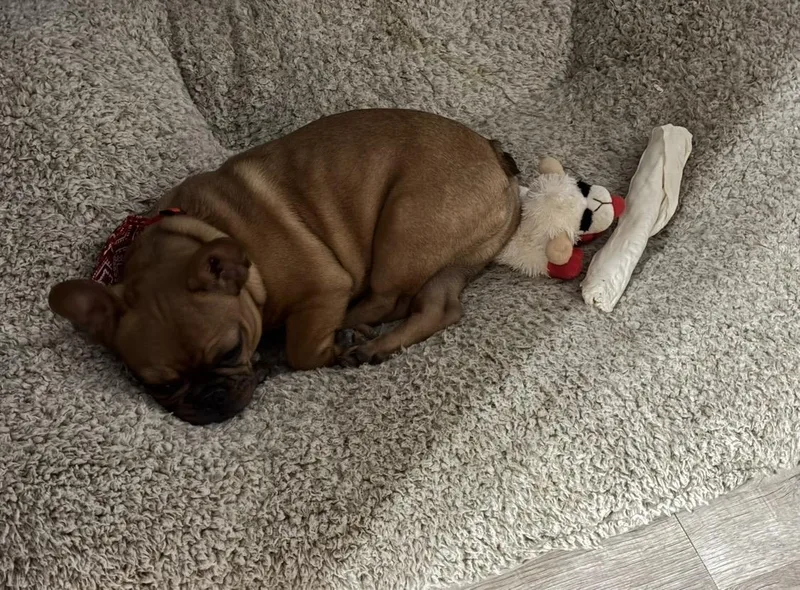 A young small-sized male French Bulldog dog named Hank for adoption in Rowlett, TX