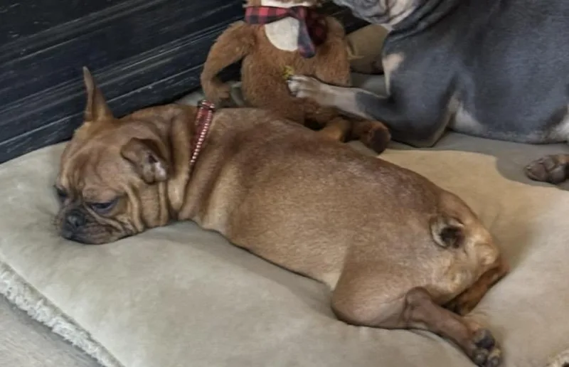Hank thumbnail 2