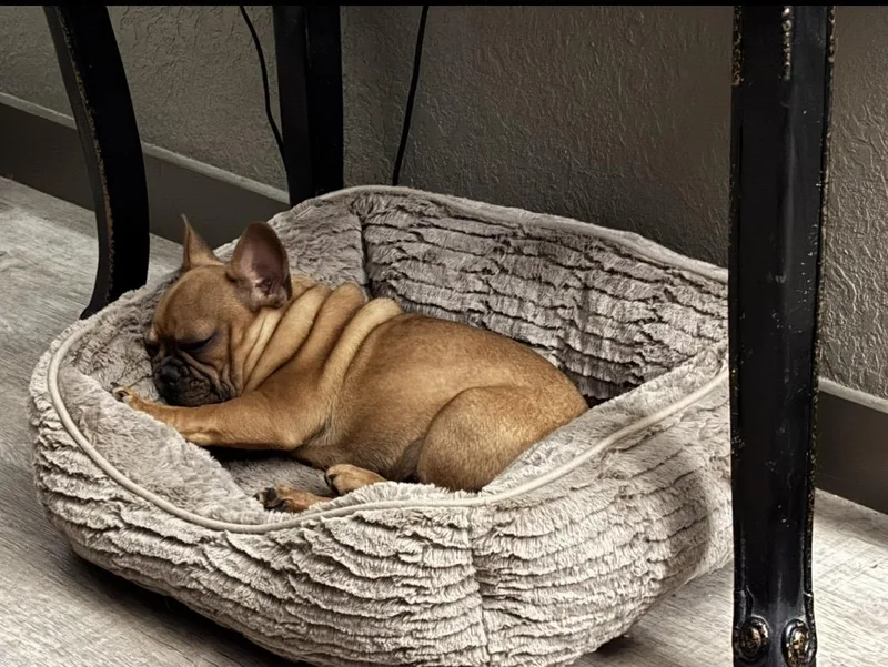 Hank thumbnail 5