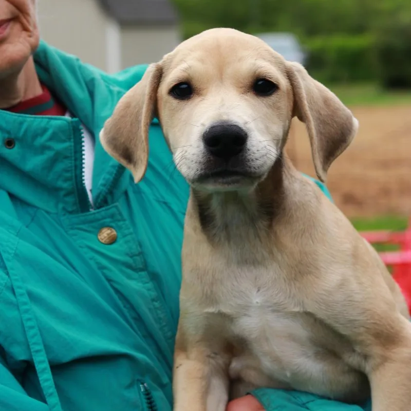 A baby medium-sized male Yellow / Tan / Blond / Fawn Mountain Cur dog named Ct Simba Avail May for adoption in Stormville, NY