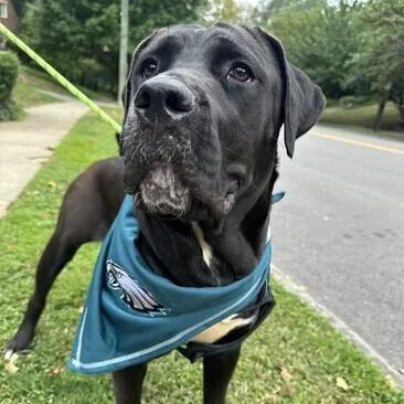 An adult large-sized female Black Labrador Retriever dog named Charlotte for adoption in Warrington, PA