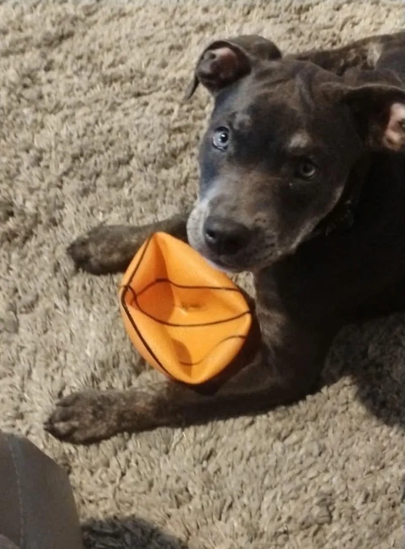 A baby medium-sized male Tricolor (Brown, Black, & White) Rottweiler dog named Milo for adoption in Temple, TX
