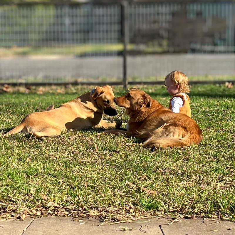 A young large-sized female Doberman Pinscher dog named Tater Tot for adoption in Austin, TX