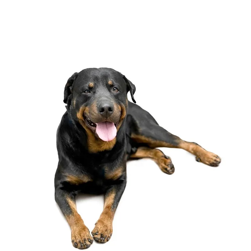 An adult large-sized male Black Rottweiler dog named Carl for adoption in Scottsdale, AZ