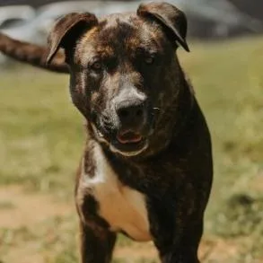 Bruce
