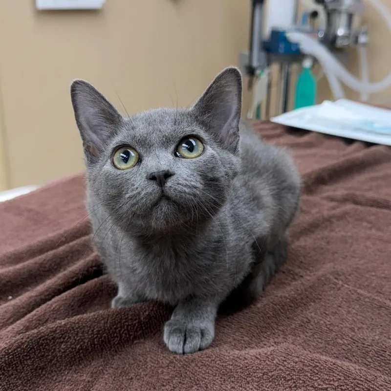 A baby small-sized female Gray / Blue / Silver Domestic Short Hair cat named Quesadilla for adoption in Naperville, IL