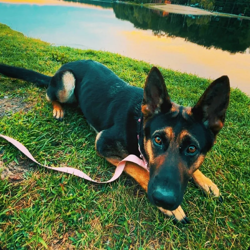 An adult large-sized female Yellow / Tan / Blond / Fawn German Shepherd Dog dog named Callie for adoption in Vineland, NJ