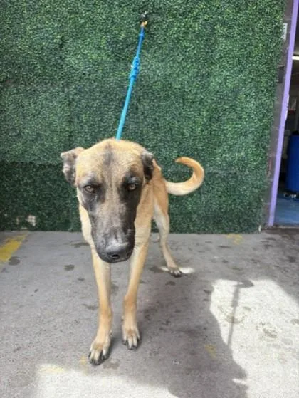 An adult large-sized male Yellow / Tan / Blond / Fawn Belgian Shepherd / Malinois dog named Sly for adoption in El Paso, TX