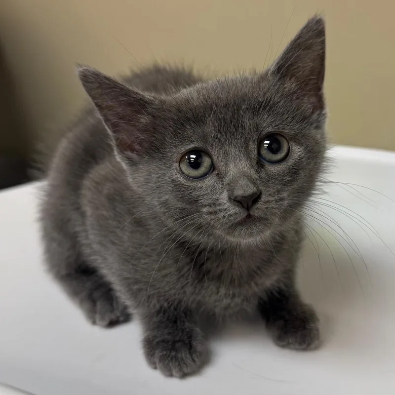 A baby small-sized female Gray / Blue / Silver Domestic Short Hair cat named Itsy for adoption in Birmingham, AL