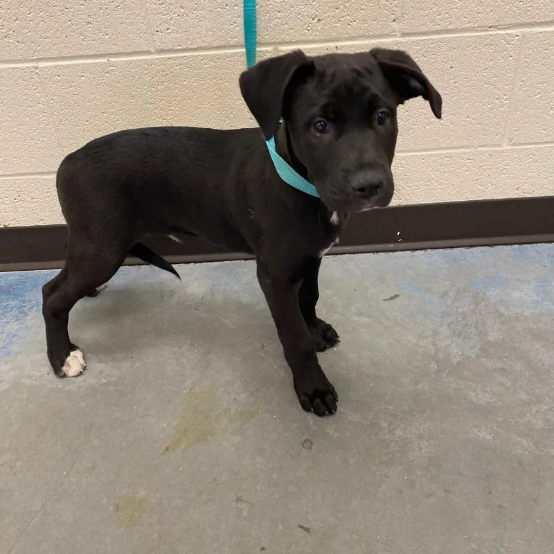 A baby small-sized male Black Mixed Breed dog named Dan for adoption in Memphis, TN