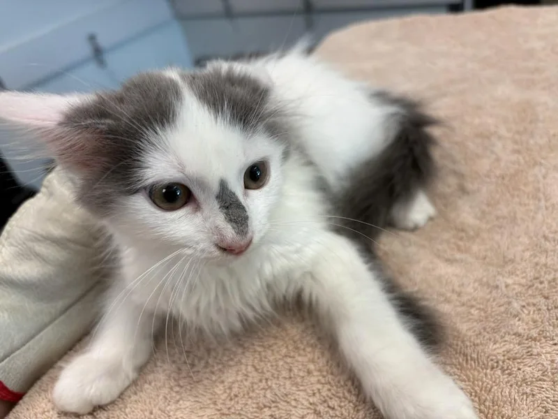 A baby small-sized female Domestic Short Hair cat named Pesto for adoption in Chatsworth, CA