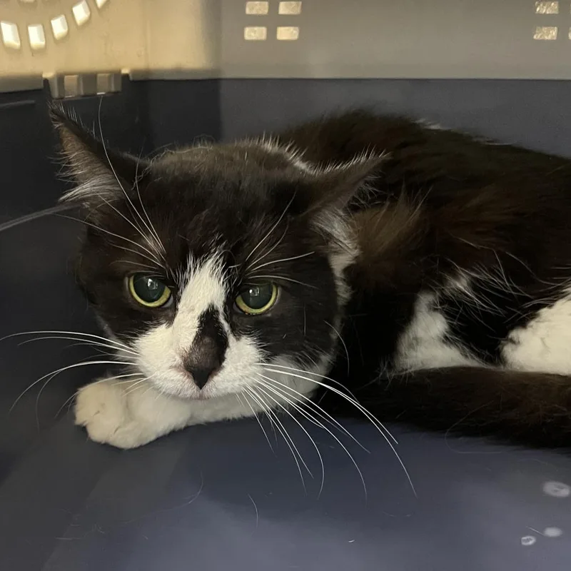 An adult medium-sized female Black Domestic Medium Hair cat named Felicia Pizzaro for adoption in Oak Park, IL