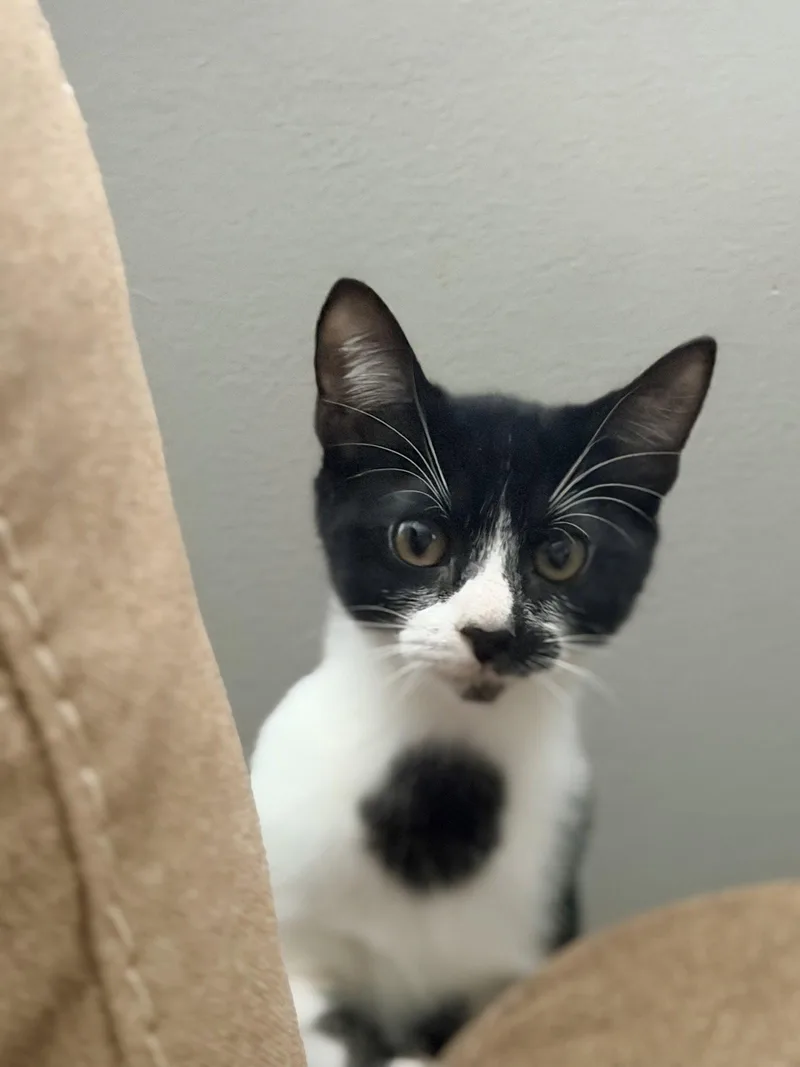 A young medium-sized female Black & White / Tuxedo Domestic Short Hair cat named Marley for adoption in Columbus, OH
