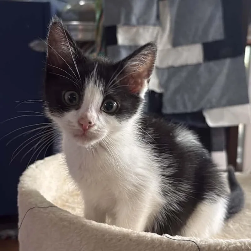 A baby small-sized male White Domestic Short Hair cat named Draco for adoption in Troy, IL