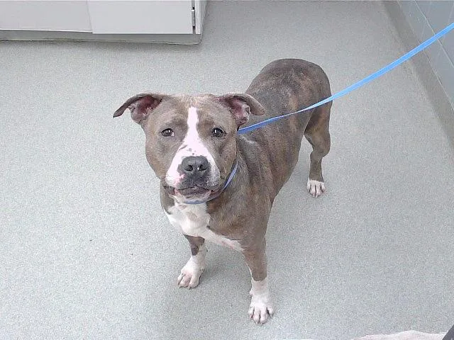 An adult large-sized female Boxer dog named Raspberry for adoption in Omaha, NE