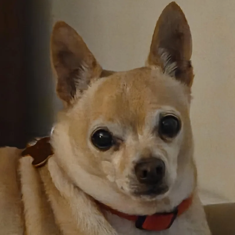 An adult small-sized male Yellow / Tan / Blond / Fawn Chihuahua dog named Grandpappy for adoption in Normal, IL