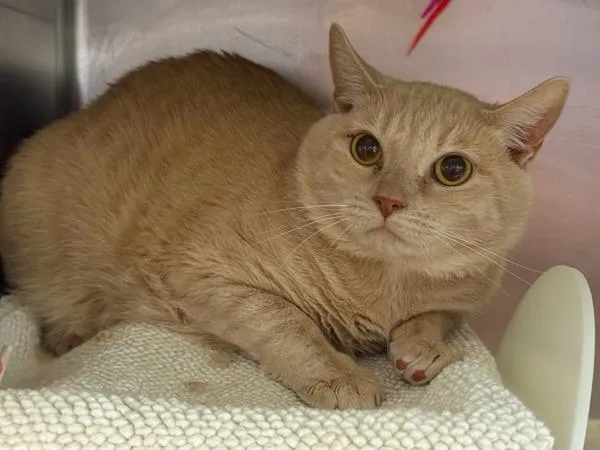 An adult large-sized male Domestic Short Hair cat named Butter for adoption in New York, NY